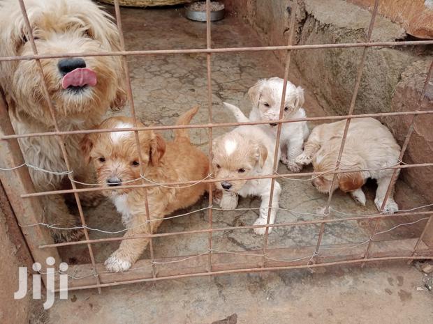 1-3 Month Female Purebred Maltese