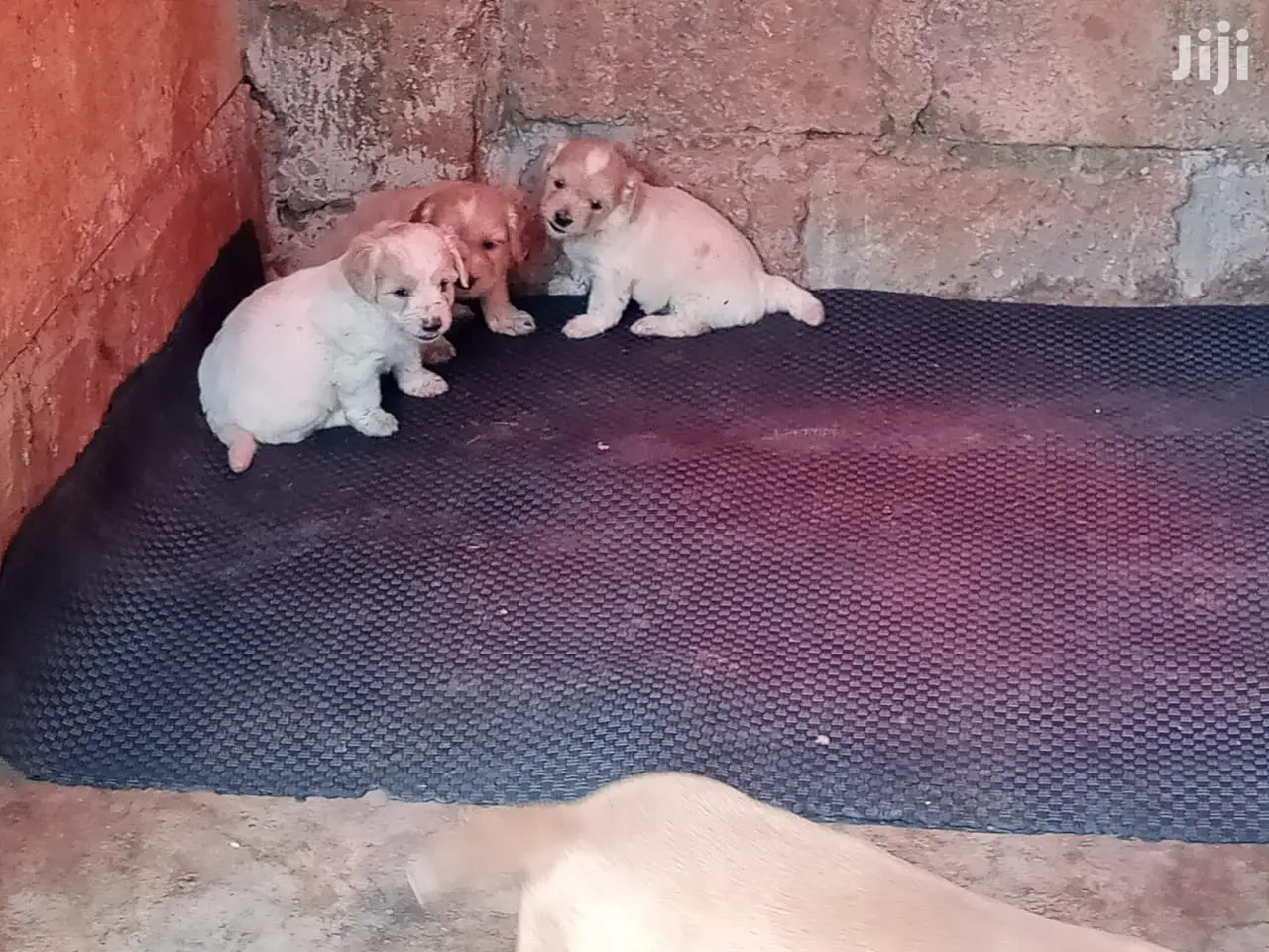 1-3 Month Female Purebred Maltese