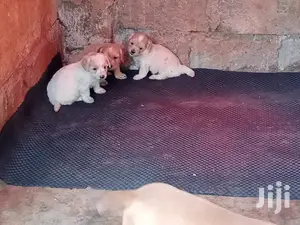 1-3 Month Female Purebred Maltese