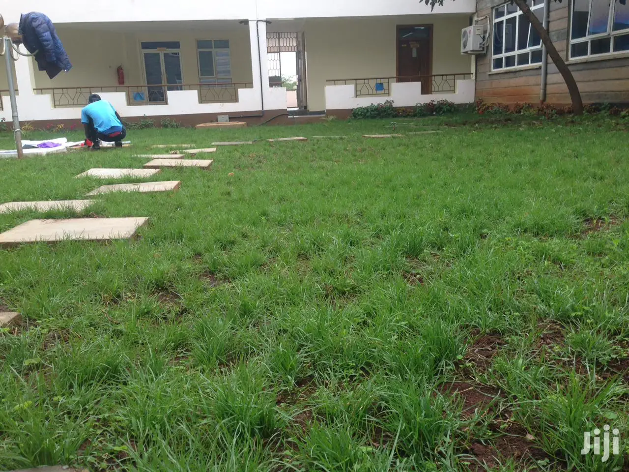 Arabica Grass