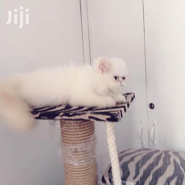 Young Male Purebred Persian - main view