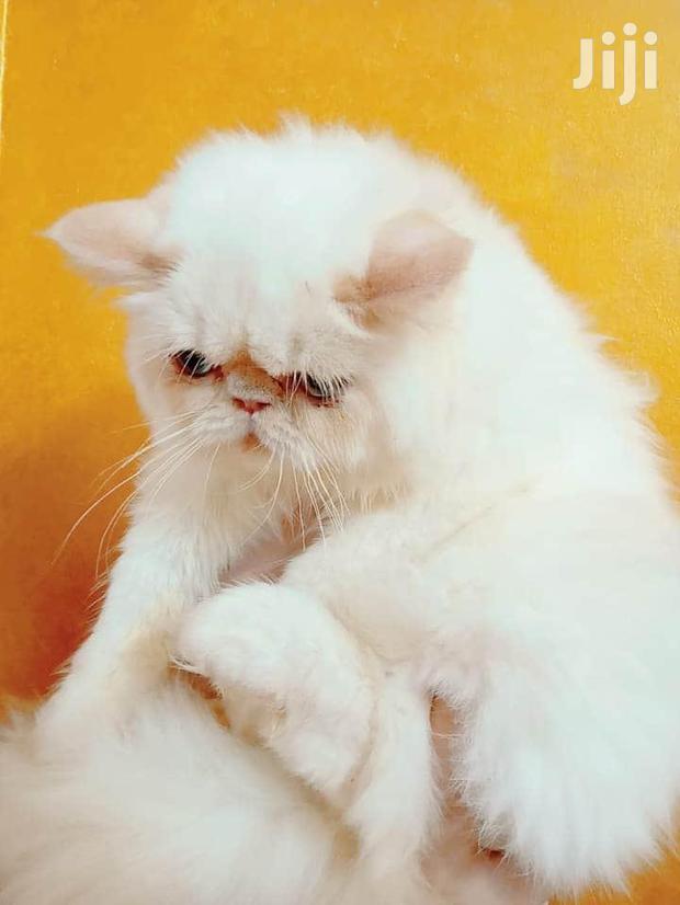 Young Male Purebred Persian - thumbnail 3