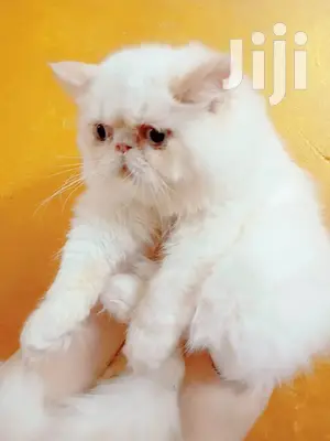 Young Male Purebred Persian