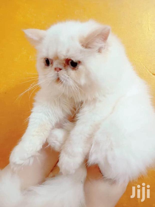 Young Male Purebred Persian - thumbnail 4