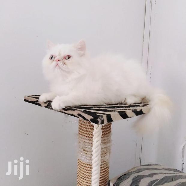 Young Male Purebred Persian - thumbnail 2