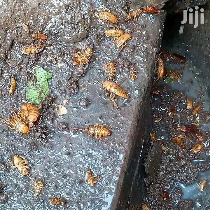 Fumigation and Pest Control Services