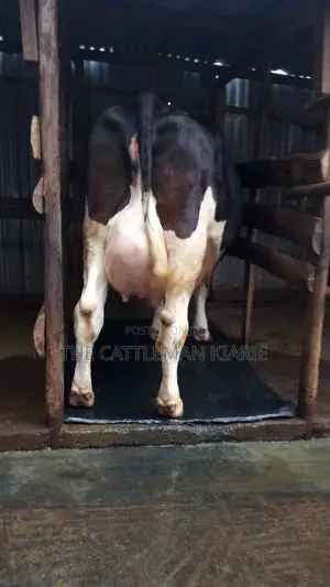 Dairy Cows