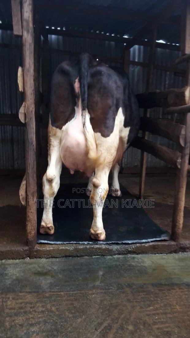 Dairy Cows - thumbnail 4