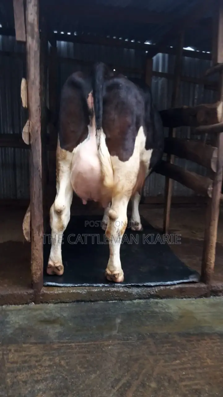 Dairy Cows