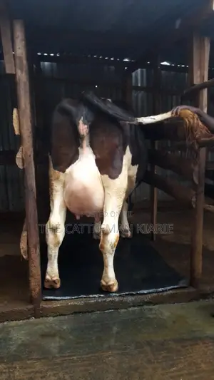 Dairy Cows