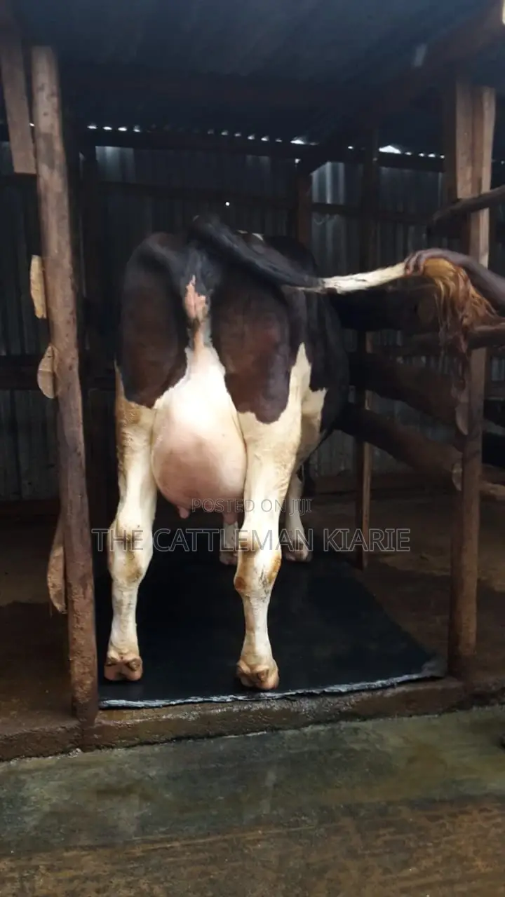 Dairy Cows
