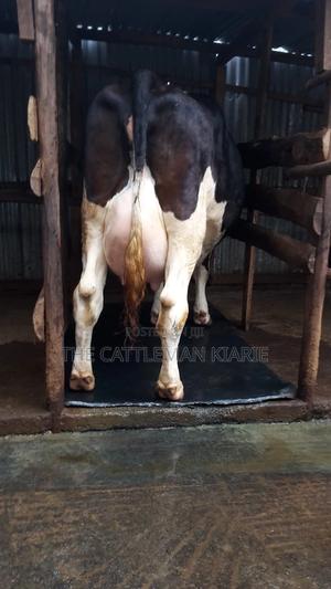 Dairy Cows - thumbnail 2