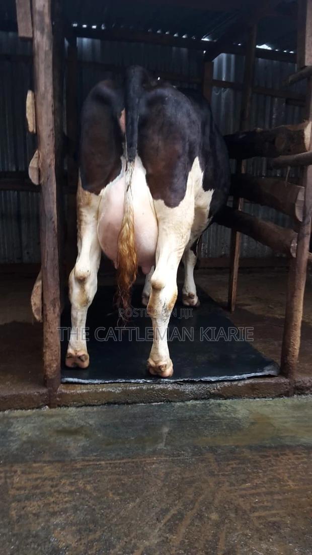 Dairy Cows - main view