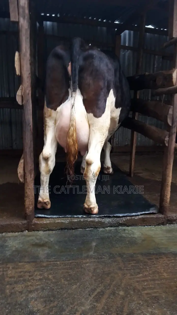 Dairy Cows