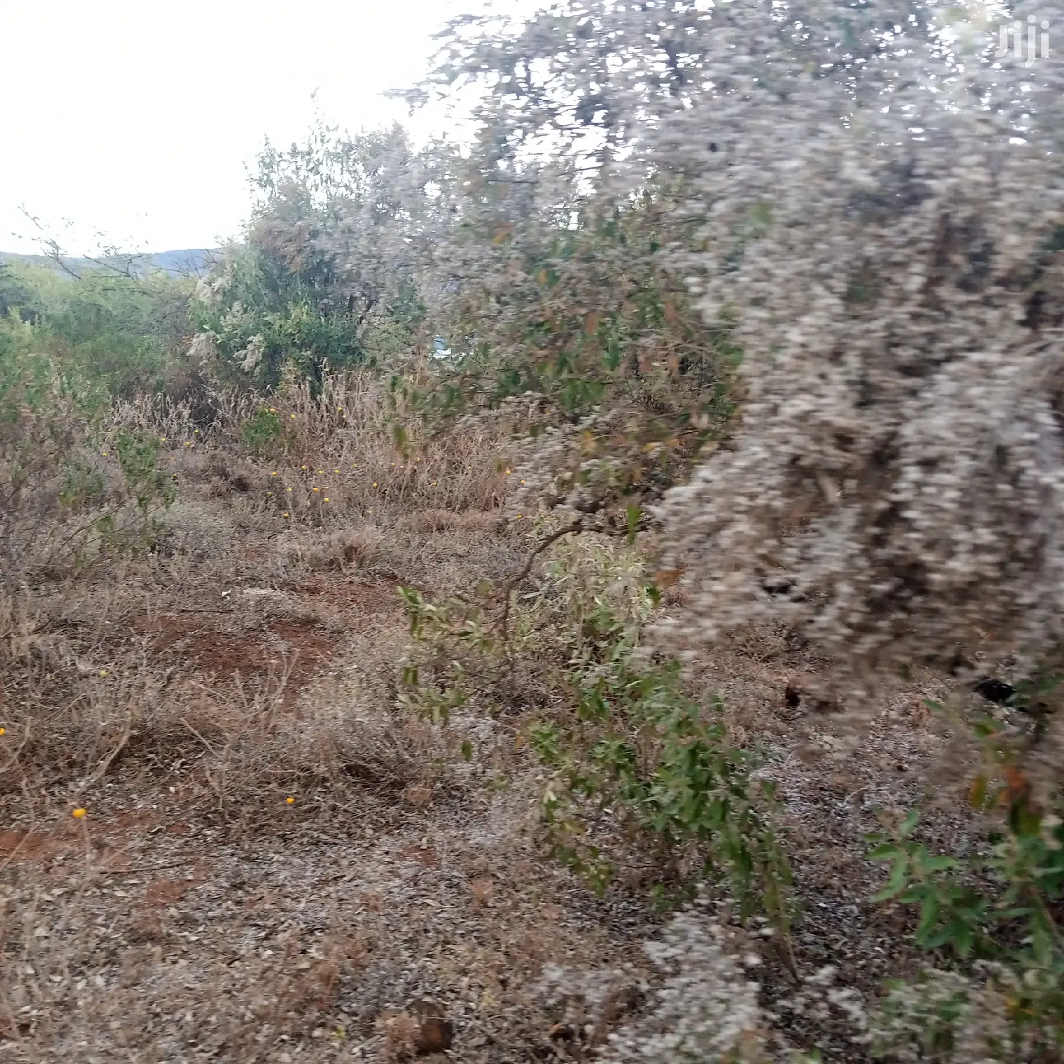 25 Acres Serashi Per Acre