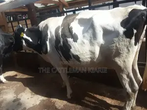High Yielding Dairy Cows