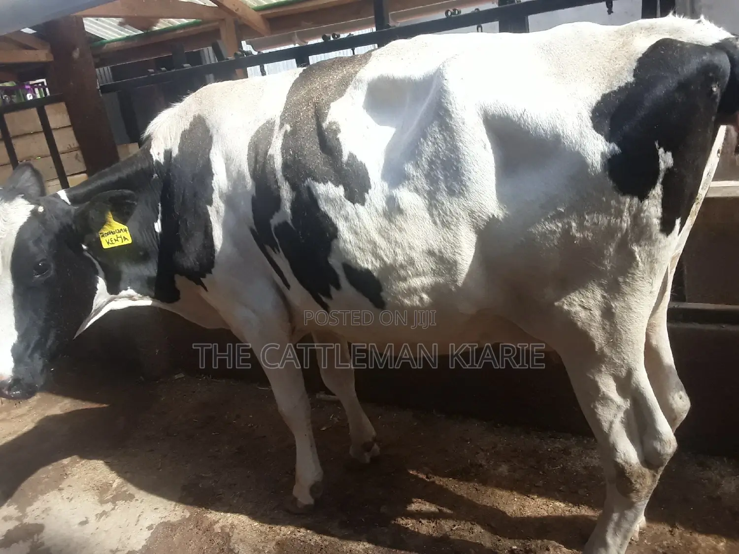 High Yielding Dairy Cows