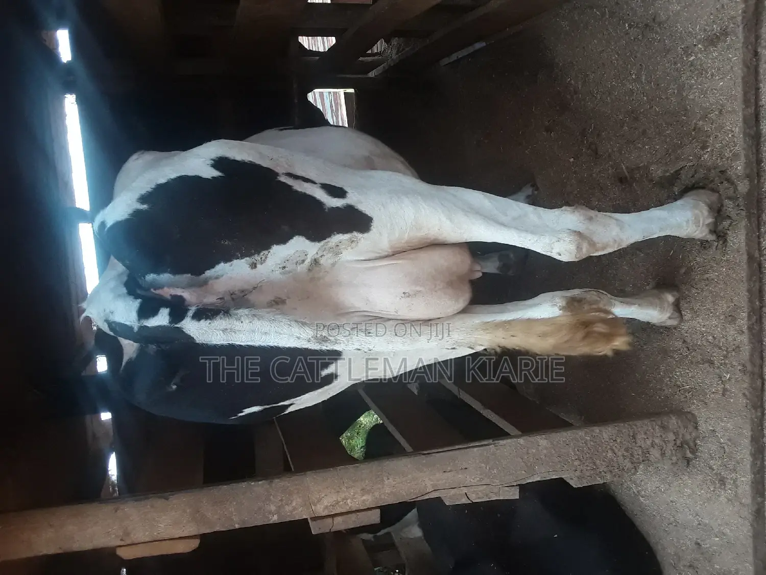 High Yielding Dairy Cows