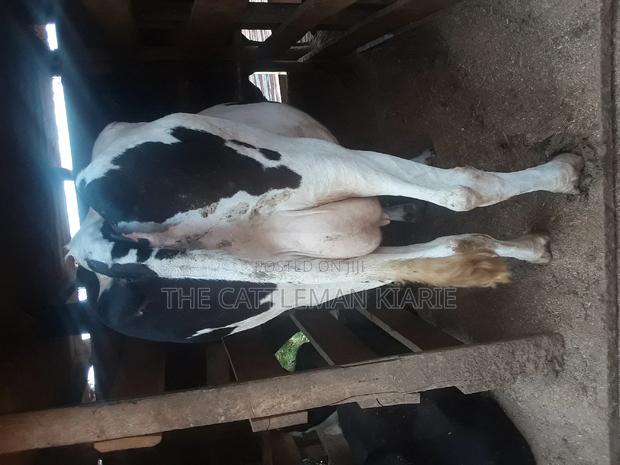 High Yielding Dairy Cows - thumbnail 4