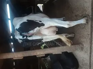 High Yielding Dairy Cows