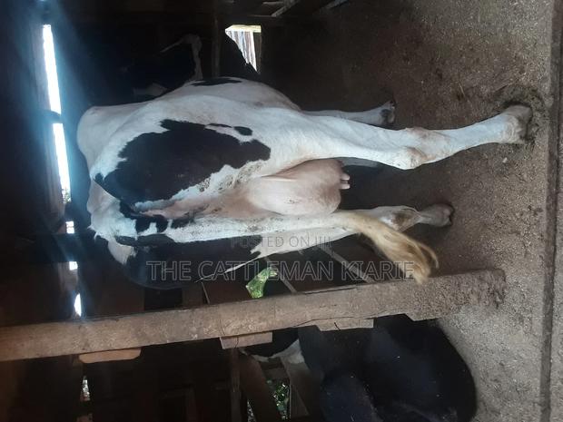 High Yielding Dairy Cows - thumbnail 5