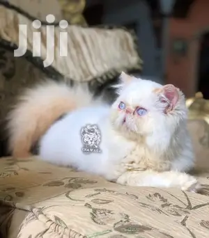 Baby Male Purebred Persian