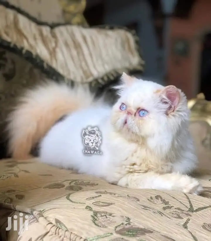Baby Male Purebred Persian