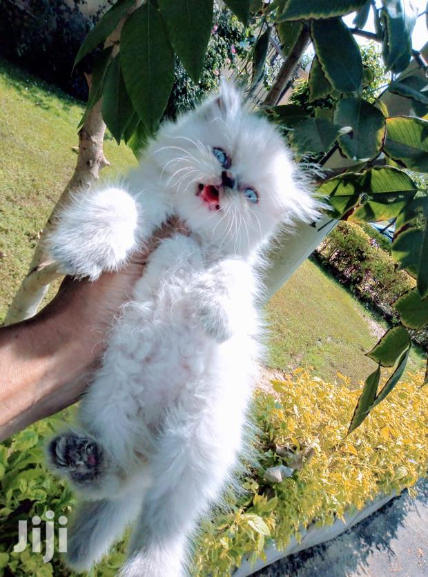 Baby Male Purebred Persian