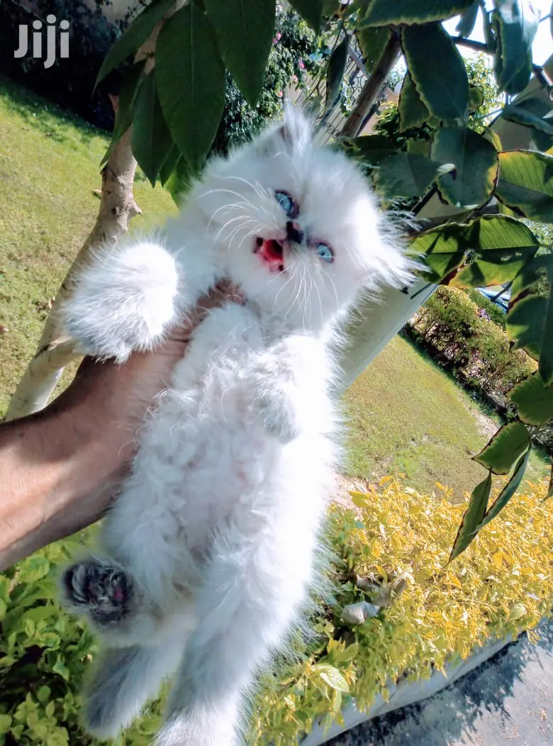 Baby Male Purebred Persian