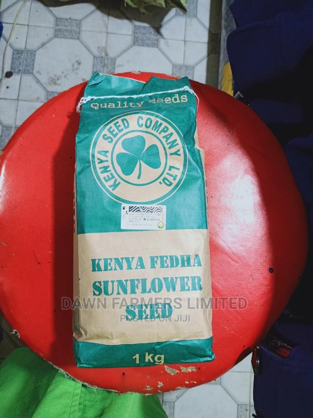 Sunflower Seeds - thumbnail 3