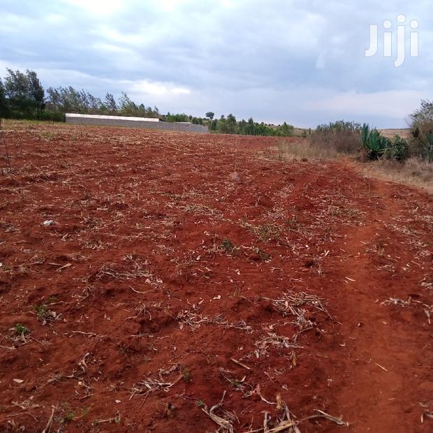 1/8 an Acre Kibiko at 2.5m - thumbnail 5