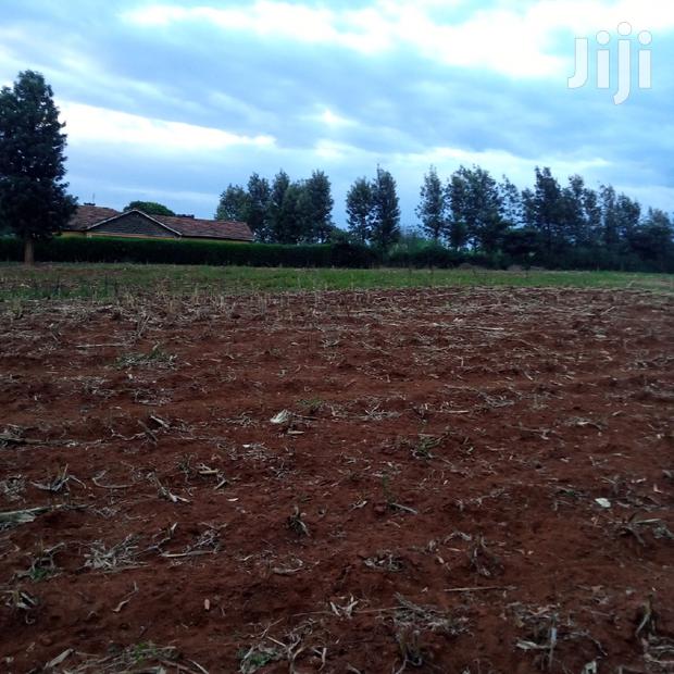 1/8 an Acre Kibiko at 2.5m - thumbnail 2