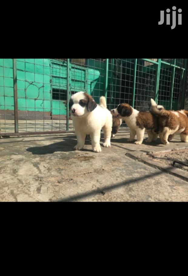1-3 month Male Purebred Saint Bernard