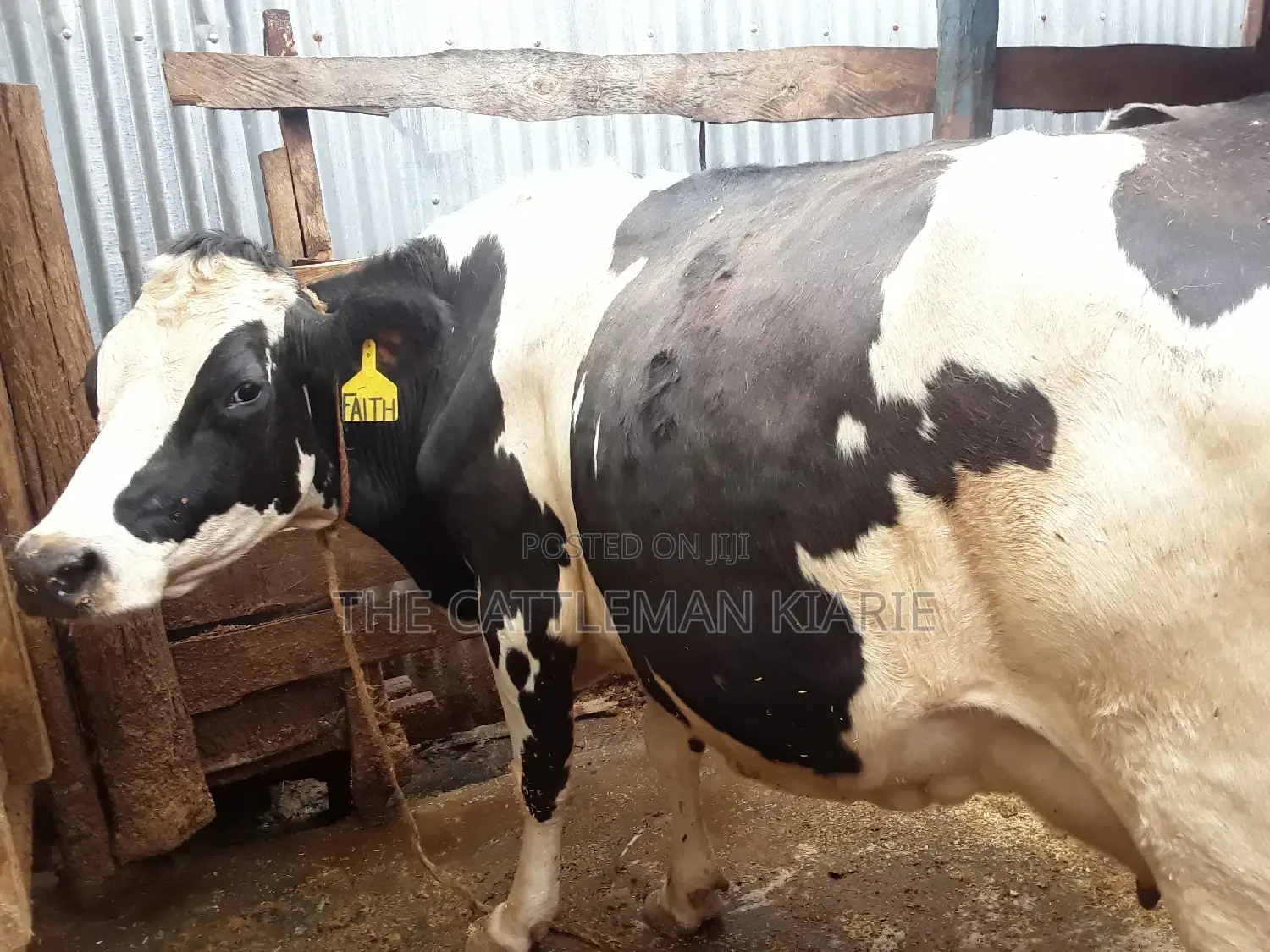 Pedigree High Yielding Dairy Cow