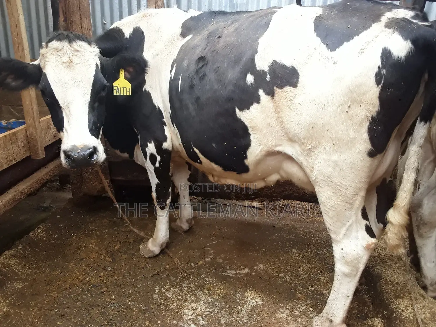 Pedigree High Yielding Dairy Cow
