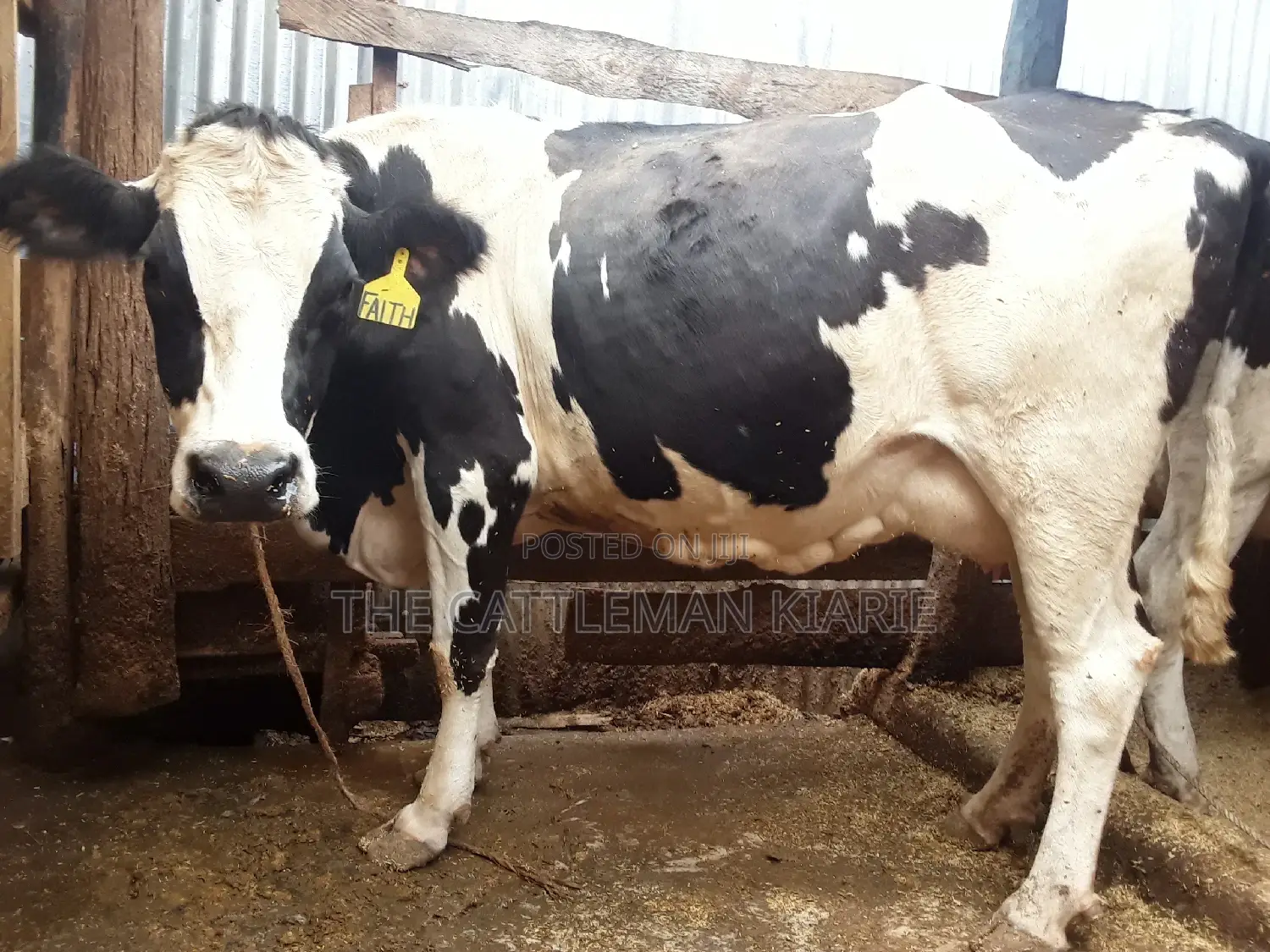 Pedigree High Yielding Dairy Cow