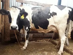 Pedigree High Yielding Dairy Cow
