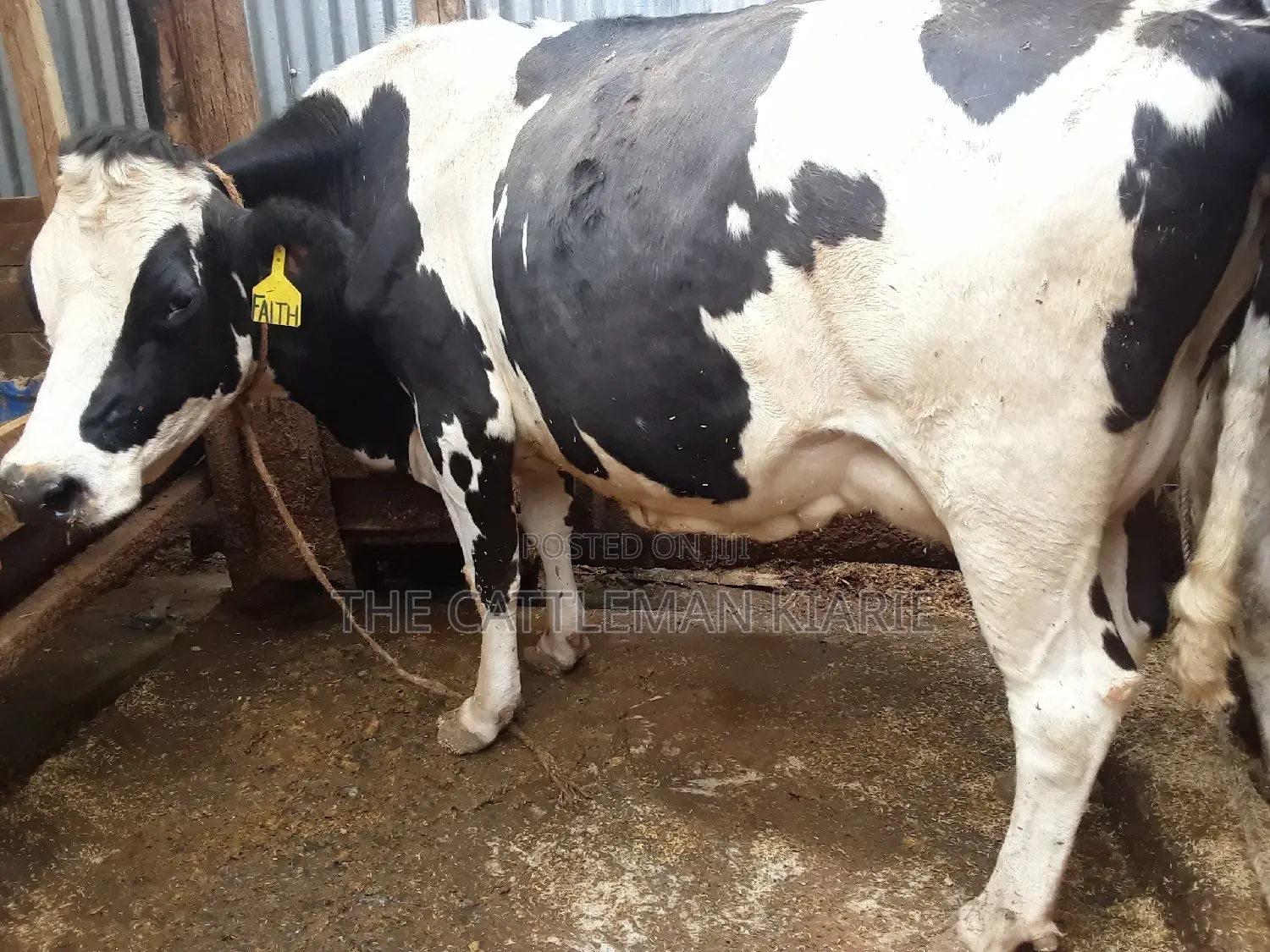 Pedigree High Yielding Dairy Cow