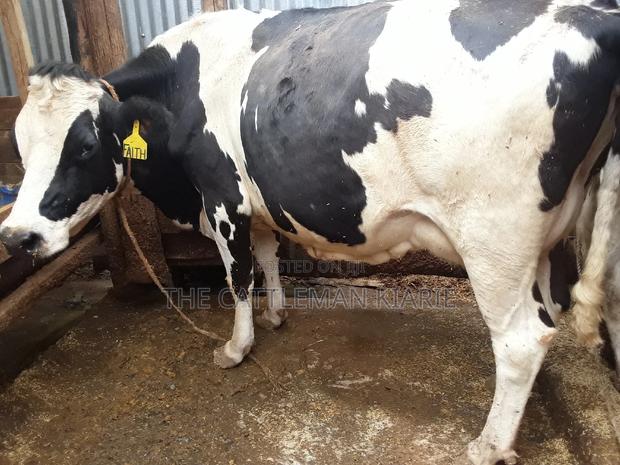 Pedigree High Yielding Dairy Cow - thumbnail 7