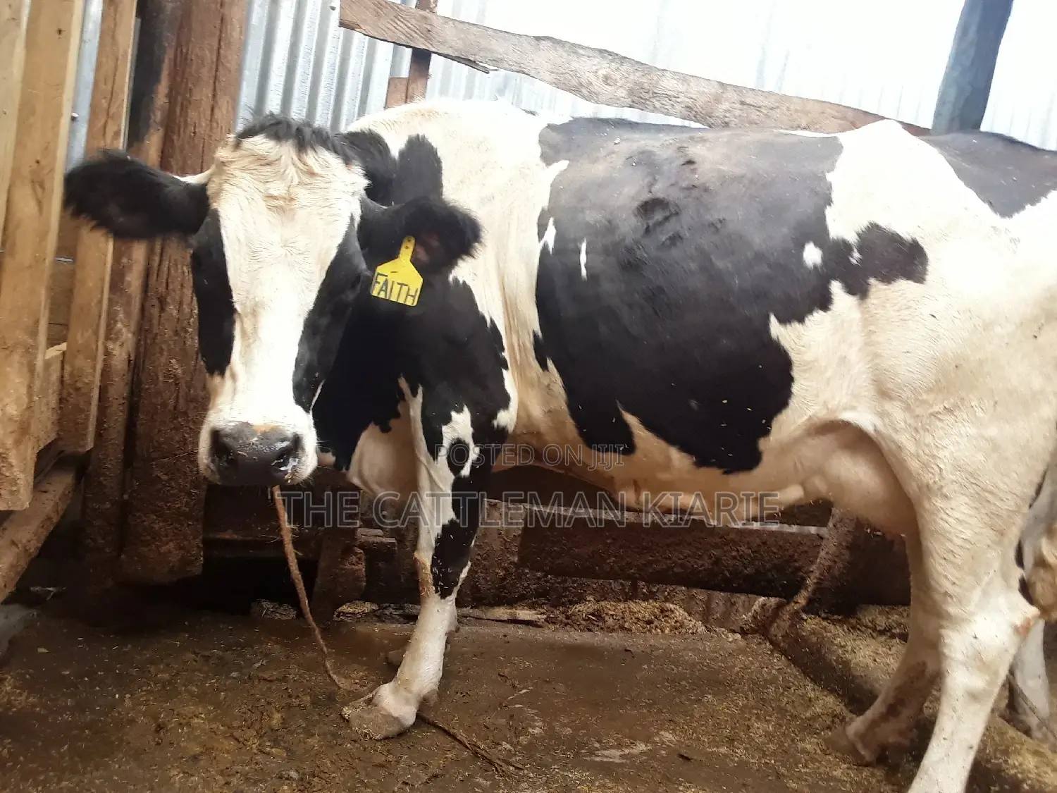 Pedigree High Yielding Dairy Cow