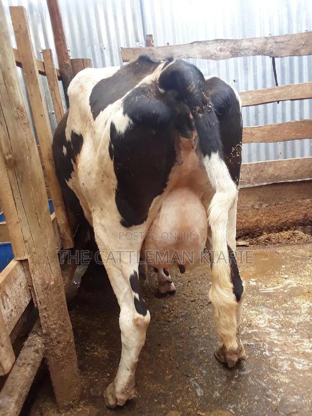 Pedigree High Yielding Dairy Cow - thumbnail 5