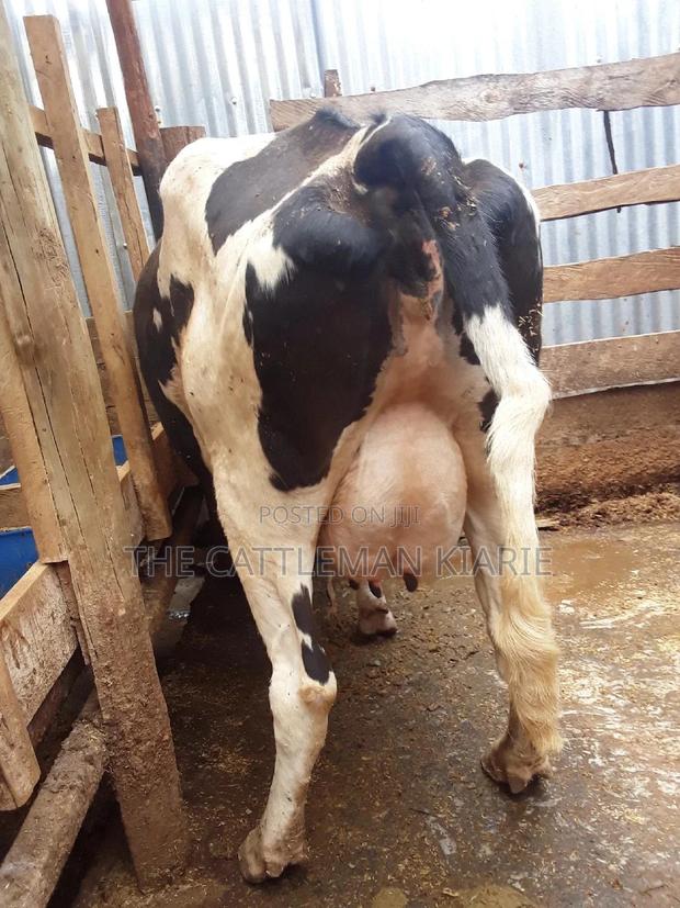 Pedigree High Yielding Dairy Cow - thumbnail 3