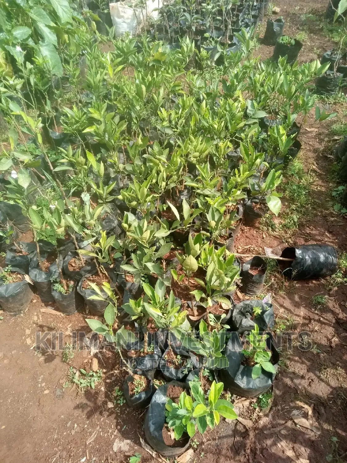 Seeds Grafted Fruit Seedlings All Varieties Along Ngong Road