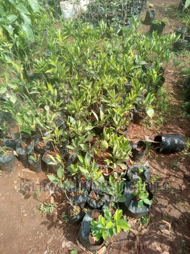 Seeds Grafted Fruit Seedlings All Varieties Along Ngong Road - thumbnail 8