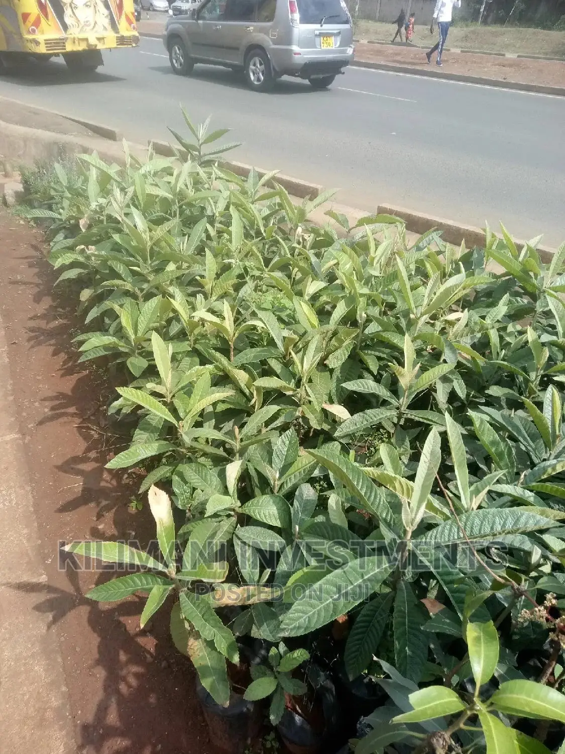 Seeds Grafted Fruit Seedlings All Varieties Along Ngong Road