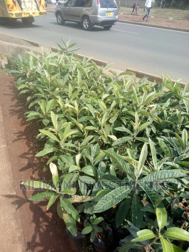 Seeds Grafted Fruit Seedlings All Varieties Along Ngong Road - thumbnail 6