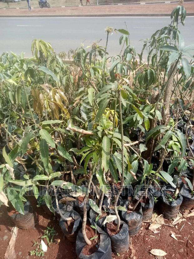 Seeds Grafted Fruit Seedlings All Varieties Along Ngong Road - thumbnail 7