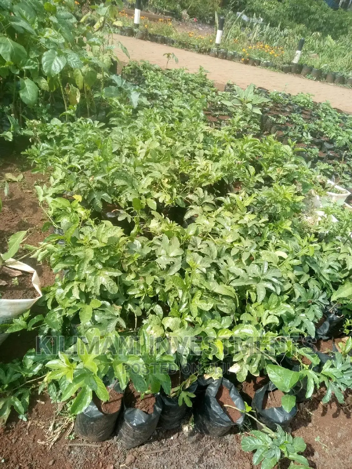 Seeds Grafted Fruit Seedlings All Varieties Along Ngong Road