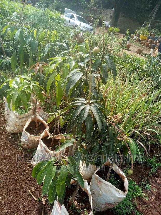 Seeds Grafted Fruit Seedlings All Varieties Along Ngong Road - thumbnail 3