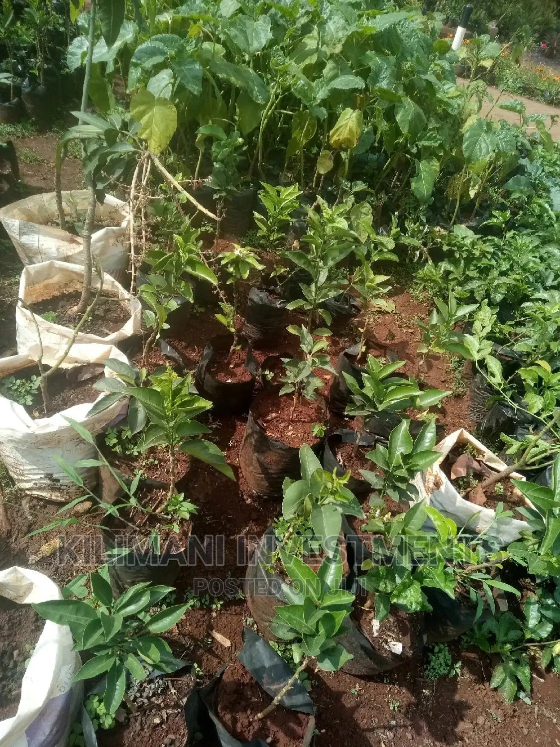 Seeds Grafted Fruit Seedlings All Varieties Along Ngong Road
